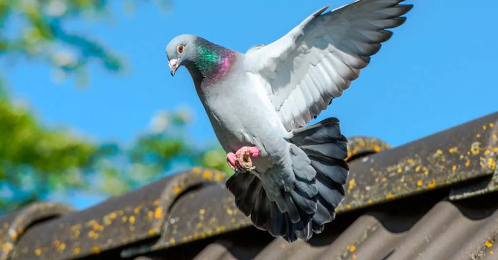Controle de pombos